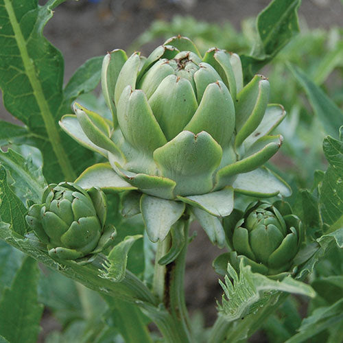 Artichoke Green Globe 10 Seeds For Planting Cynara scolymus