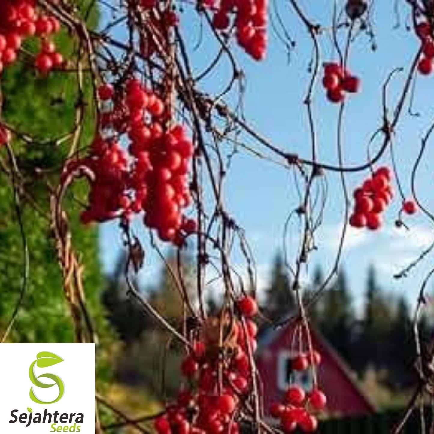 10+ Magnolia Vine Seeds - Schisandra Sphenanthera, Organic, Rare & Medicinal