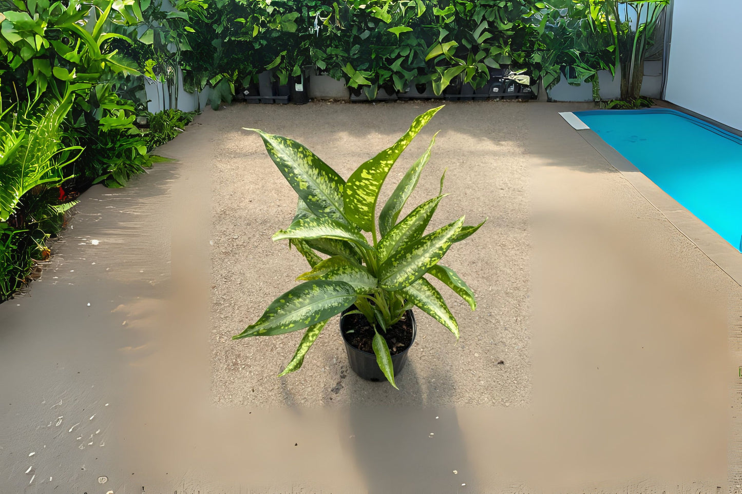 Dieffenbachia Panther Plant - 6" Pot - Rare Variegated Camouflage - Spring Snow - Aglaonema Firecracker - Indoor Houseplant