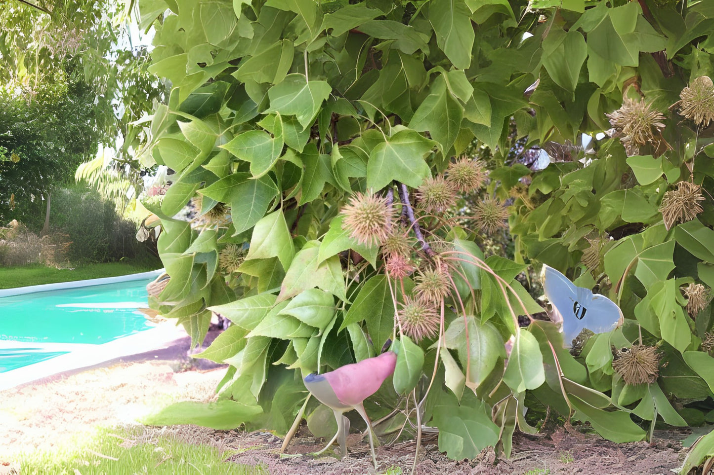 Chinese Sweet Gum Formosan Sweetgum (Liquidambar formosana)