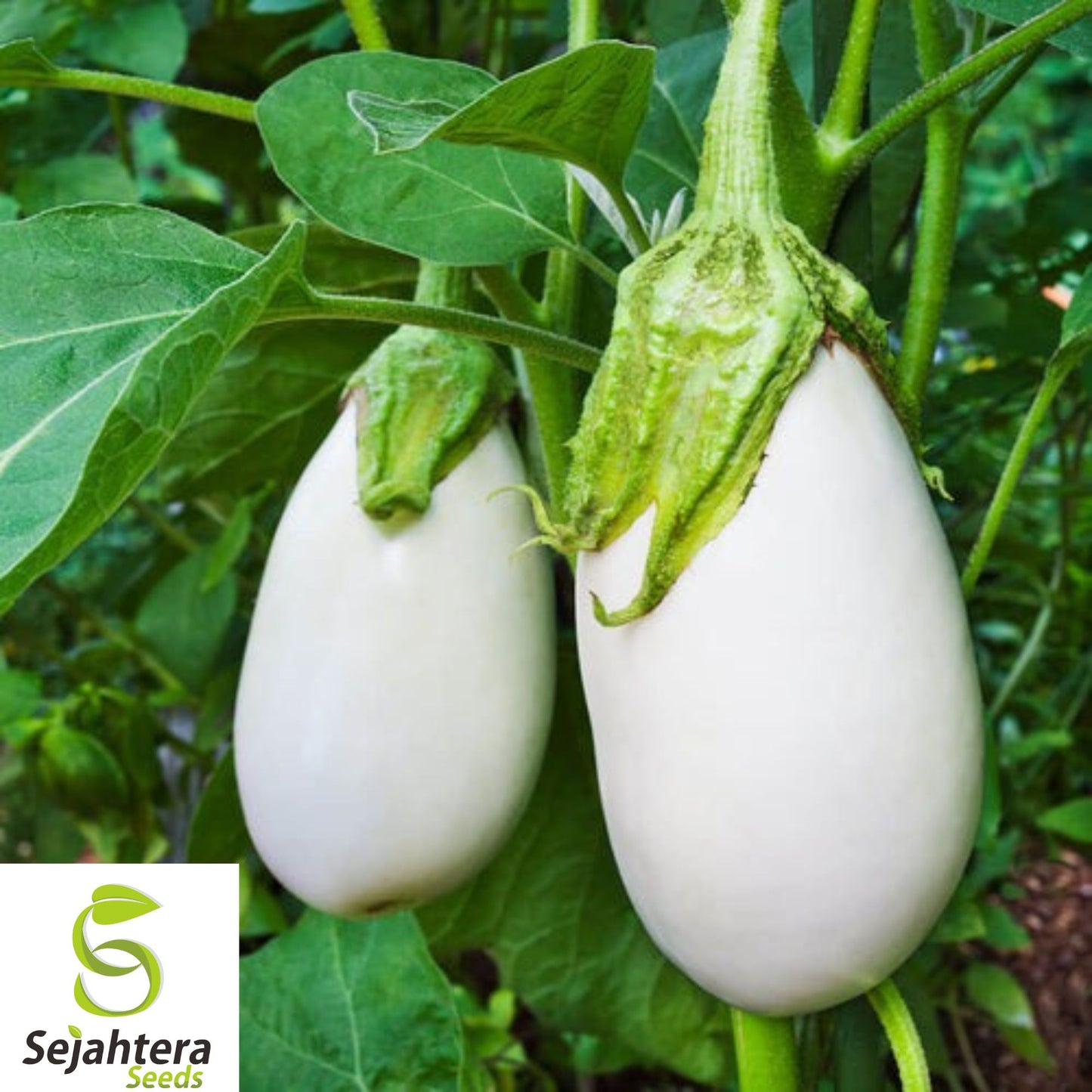 50+ Casper White Eggplant Seeds - Heirloom, Organic, Non-GMO, Rare & Mild Flavor