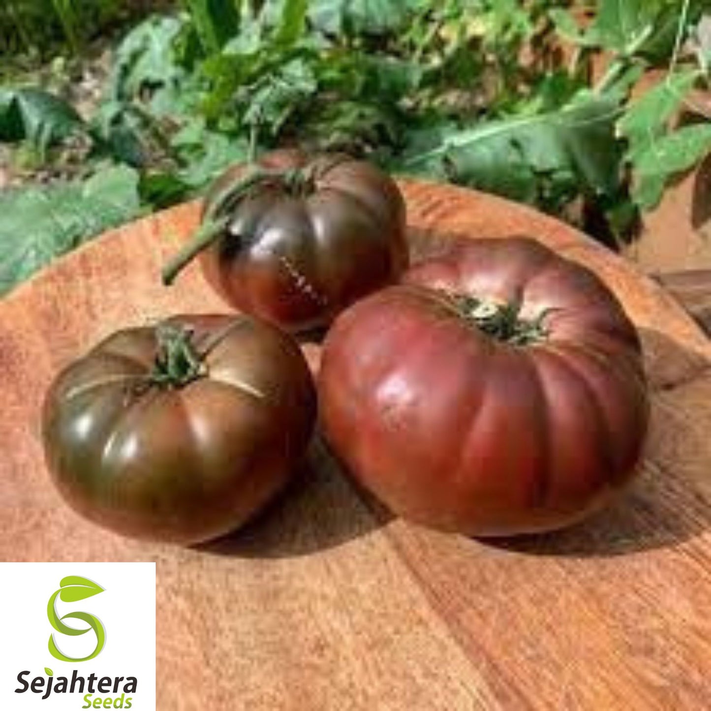 Black From Tula Tomato Seeds – Rare Heirloom, Organic, Non-GMO, Fresh for Planting