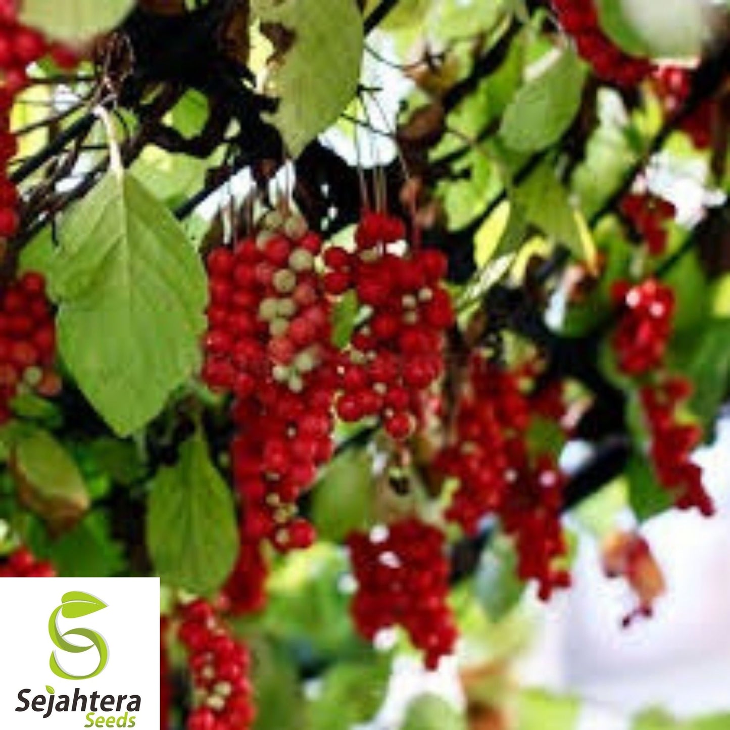 10+ Magnolia Vine Seeds - Schisandra Sphenanthera, Organic, Rare & Medicinal