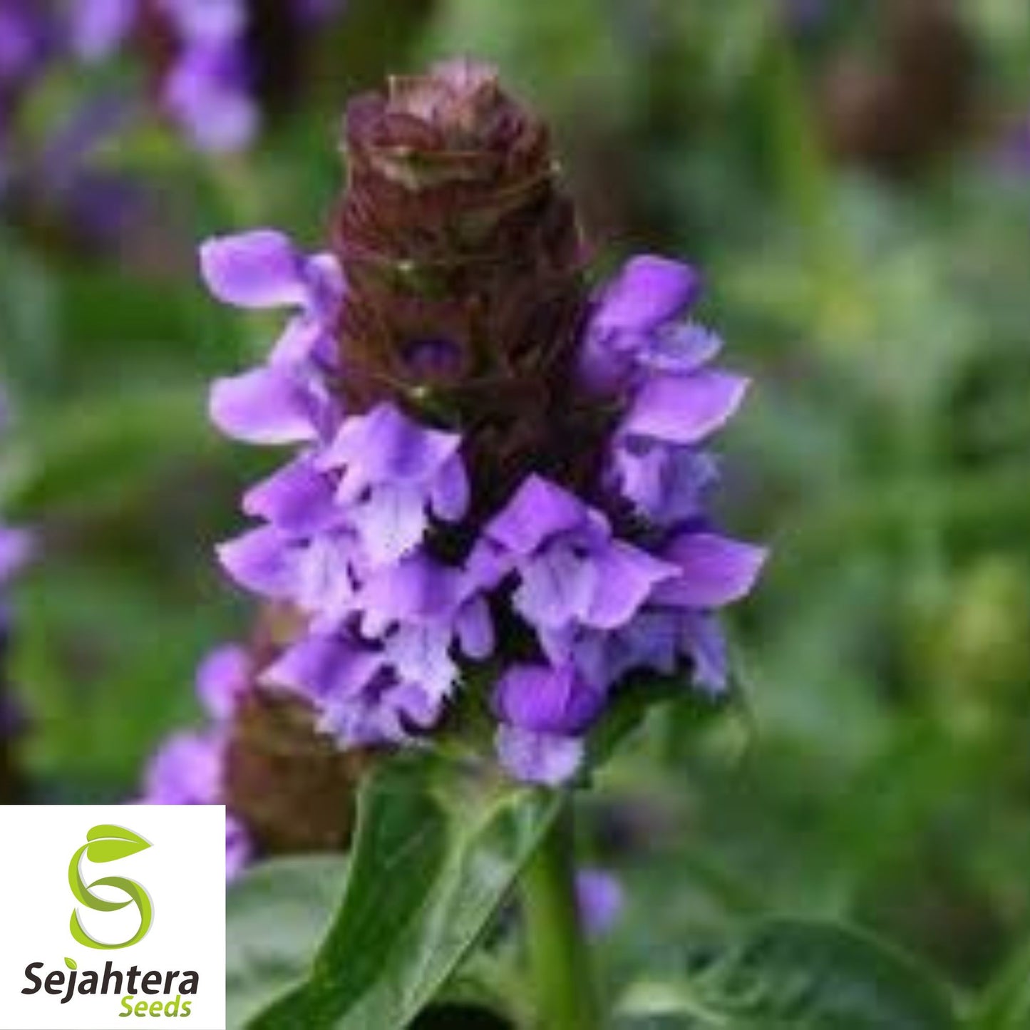 200 Heal All Medicinal Herb Seeds {Prunella vulgaris} Self-Heal, All-Heal