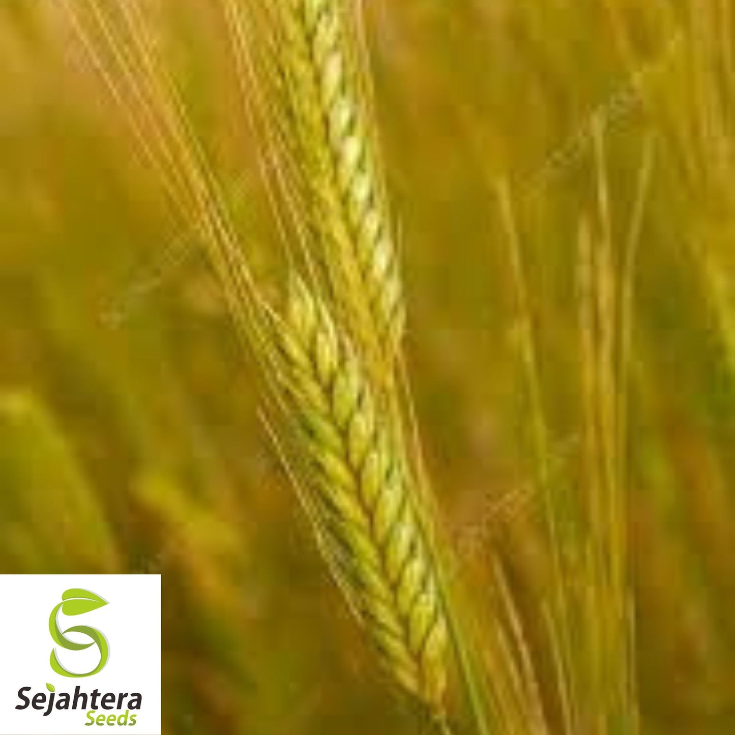 Einkorn Wheat Seeds - 1000+ Heirloom, Organic, Non-GMO & Ancient Grain