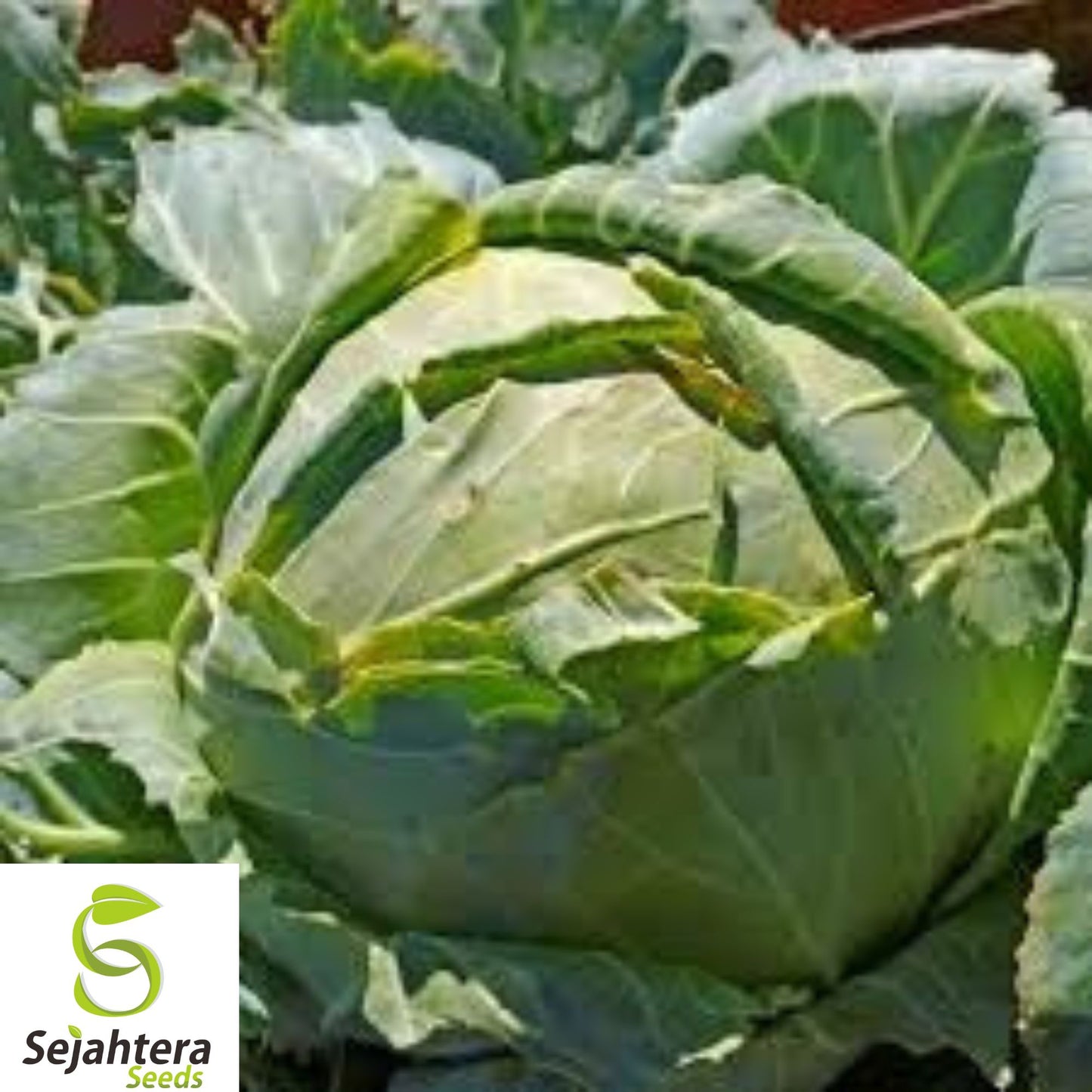 400+ Danish Ballhead Cabbage Seeds - Heirloom, Non-GMO, Cold-Hardy & High-Yield