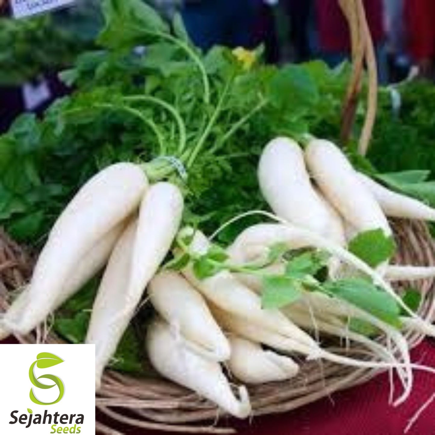 100+ Daikon Radish Seeds - Japanese Minowase, Heirloom, Organic, Non-GMO & Fresh
