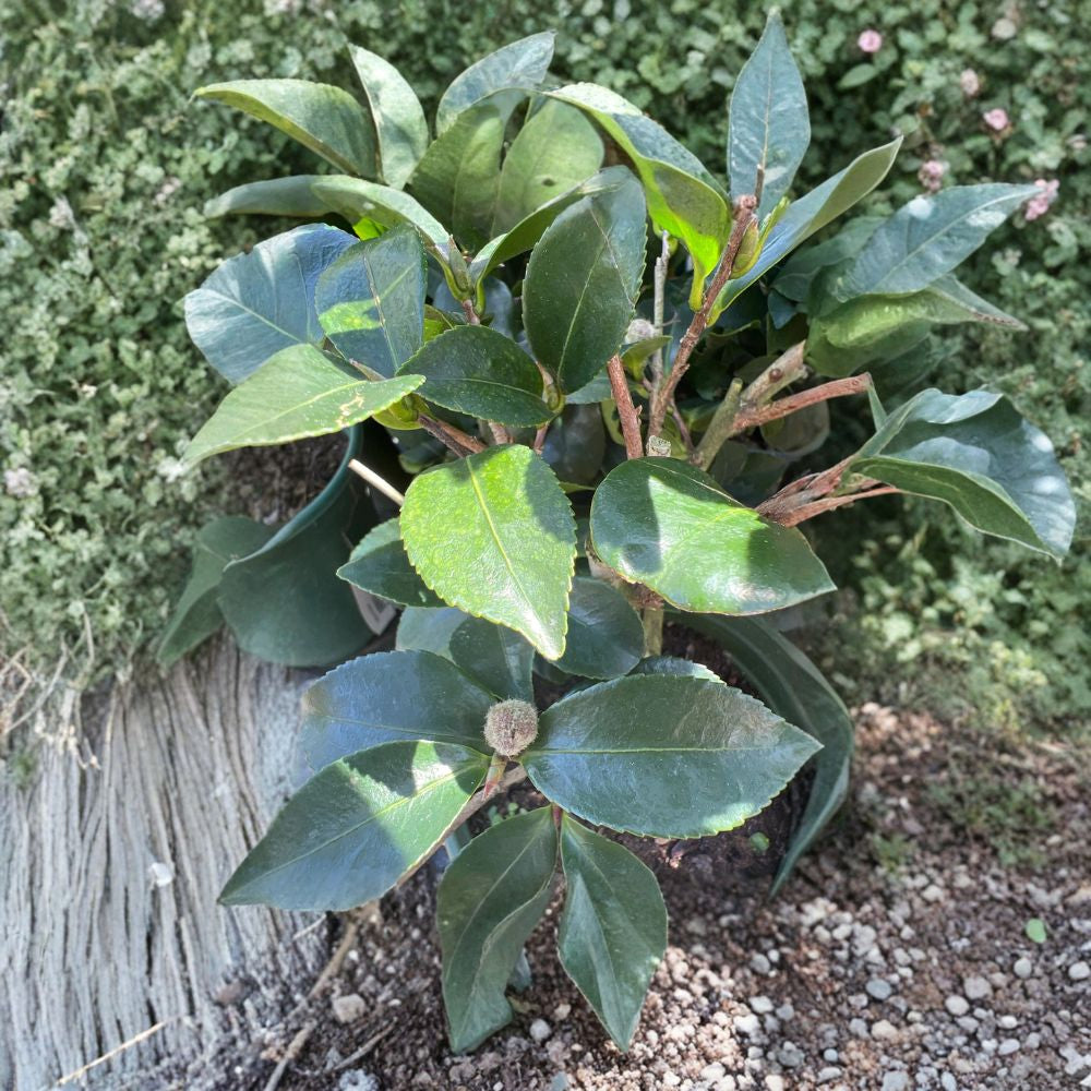 Kanjiro Camellia – Camellia sasanqua Live Flowering Shrub | 1 Foot Tall | Includes 1 Gallon Pot Cherry Pink Blooms | Evergreen Landscape Plant | Fall & Winter Color