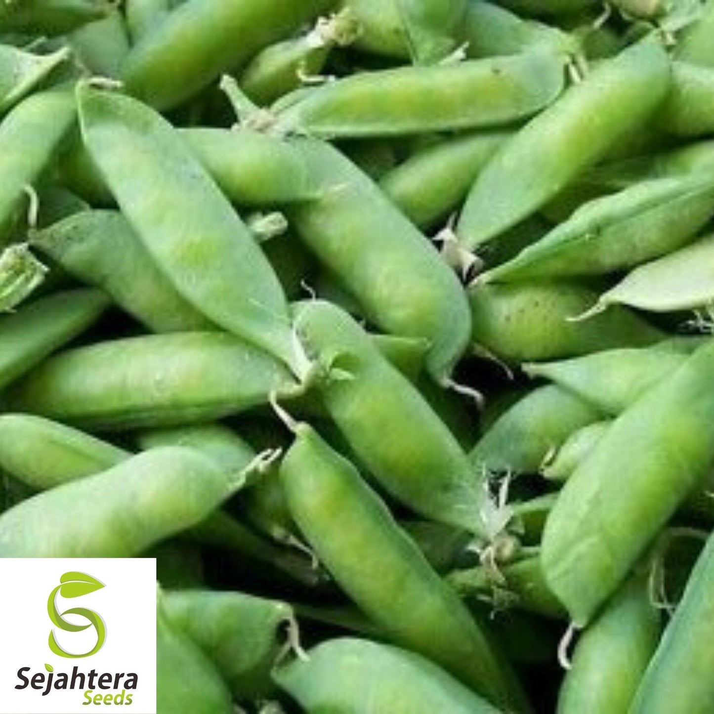Pea Seeds Early Alaska 25 Ct | Heirloom Pod Vegetable NON-GMO USA