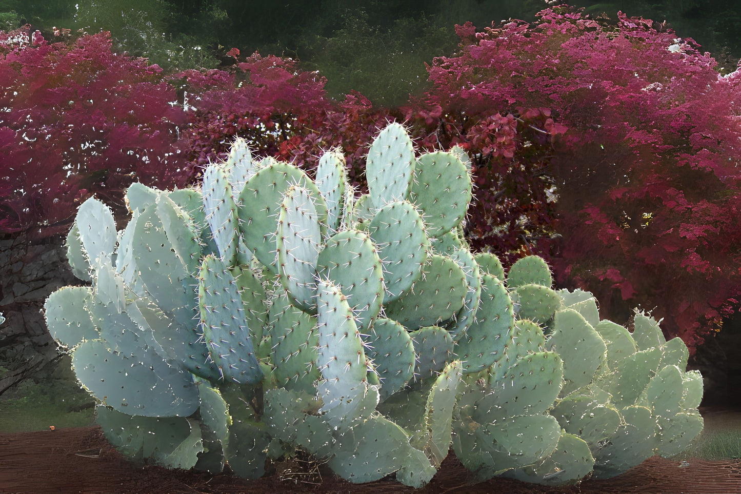 Engelmann Prickly Pear Cactus Cuttings - 3 Pads, Opuntia Engelmannii - Hardy, Easy to Grow, Perfect for Home Gardens