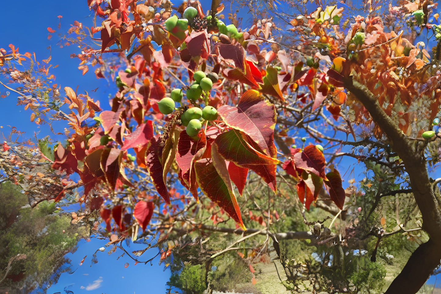 Chinese Tallow (Sapium sebiferum)