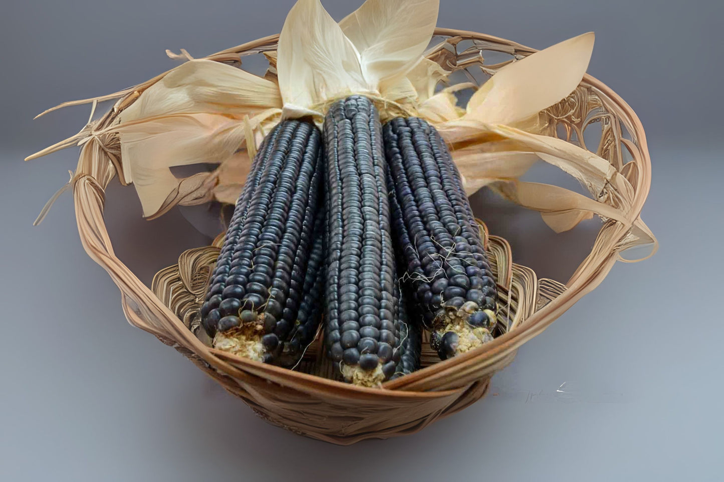 Hopi Blue Corn (Zea mays var. rugosa 'Hopi Blue')