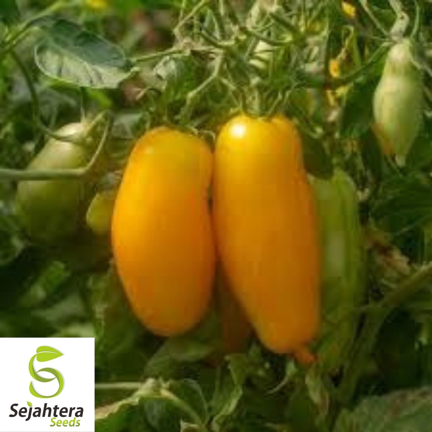Banana Legs Yellow Tomato Seeds 50 Ct | Heirloom NON-GMO Vegetable USA