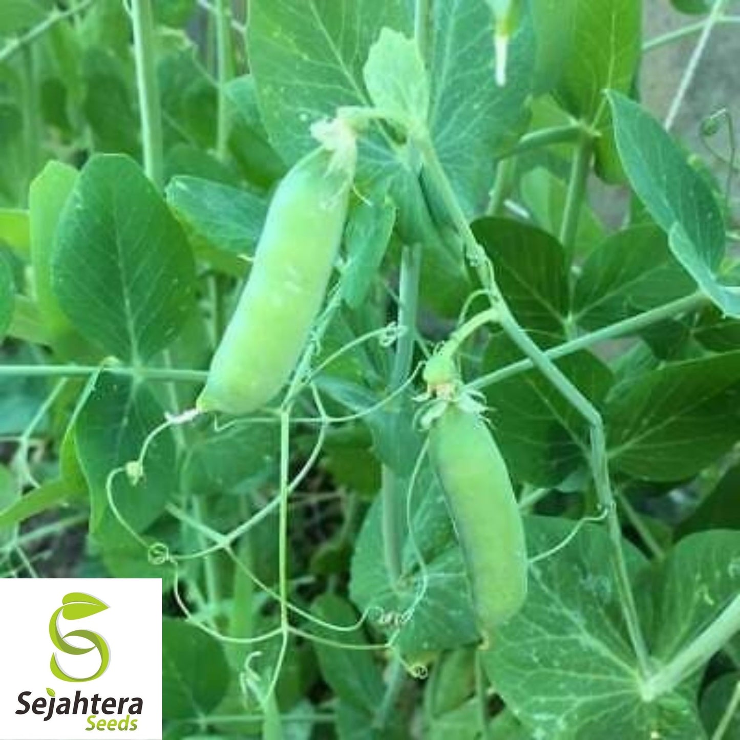 Pea Seeds Early Alaska 25 Ct | Heirloom Pod Vegetable NON-GMO USA