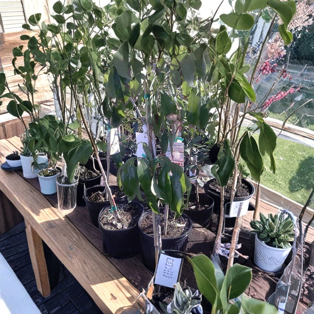 Sweetheart Lychee – Litchi chinensis Live Air-Layered Tree | 2 Feet Tall | Includes 3 Gallon Pot Premium Sweet Variety | Tropical Fruit Tree | Backyard Orchard Ready