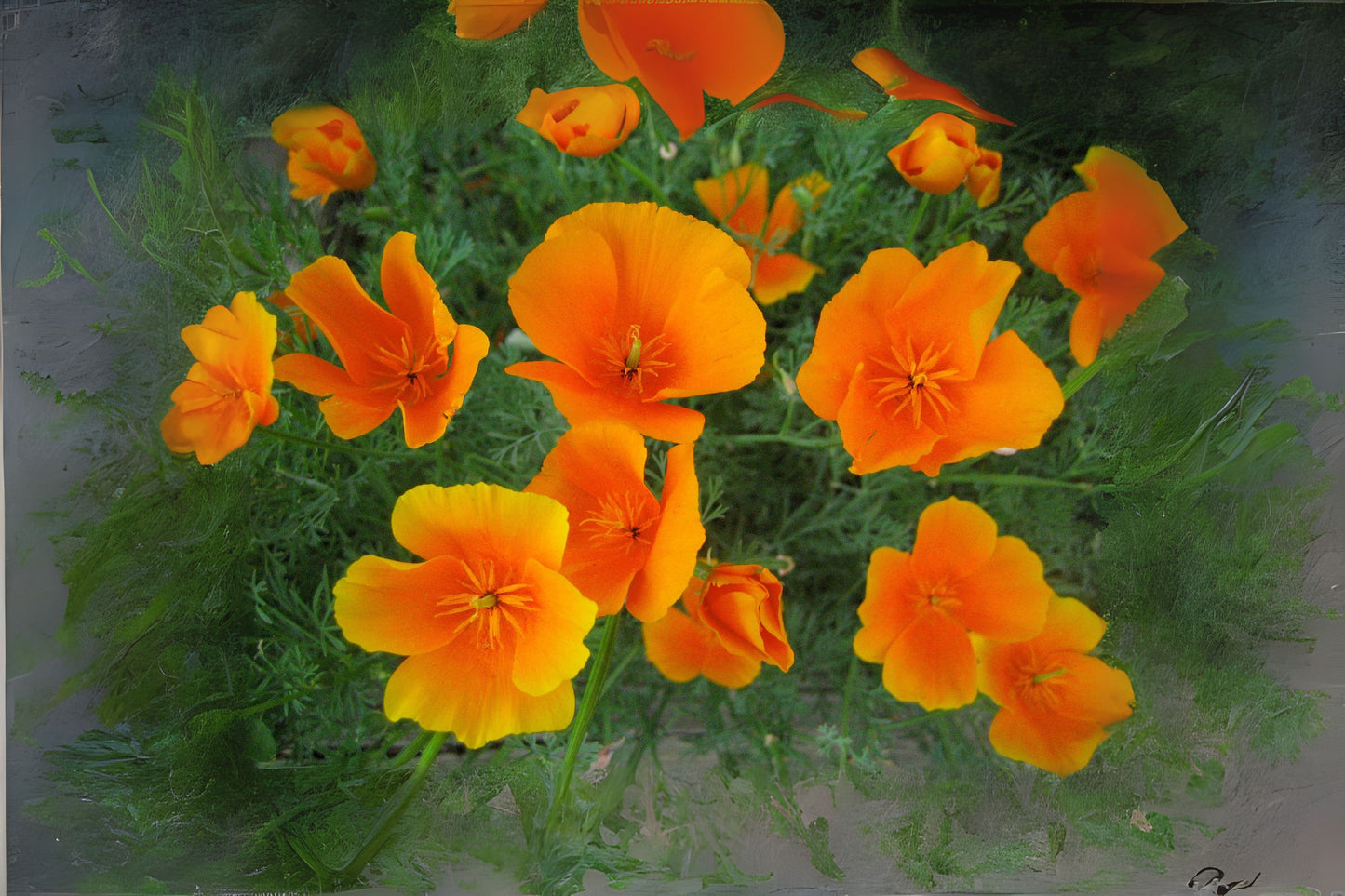 California Poppy (Eschscholzia californica)