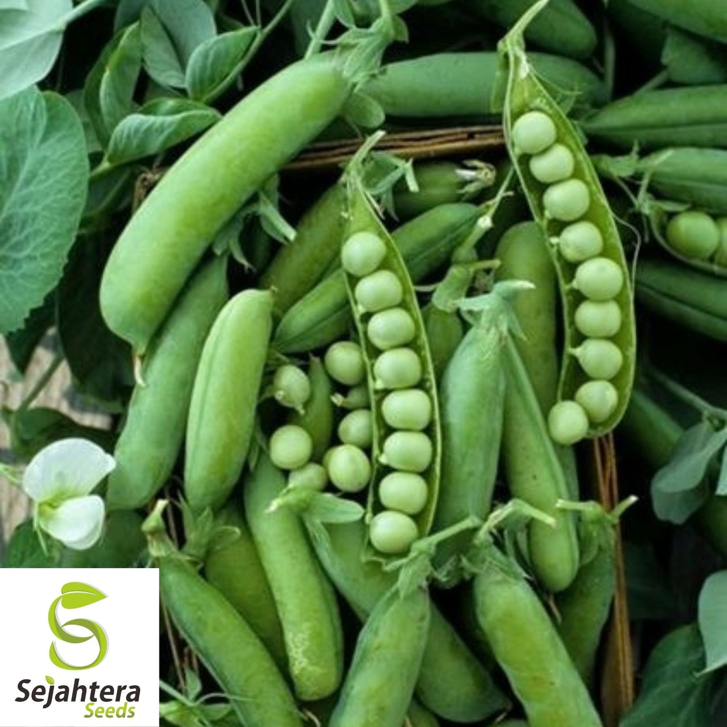Pea Seeds Early Alaska 25 Ct | Heirloom Pod Vegetable NON-GMO USA