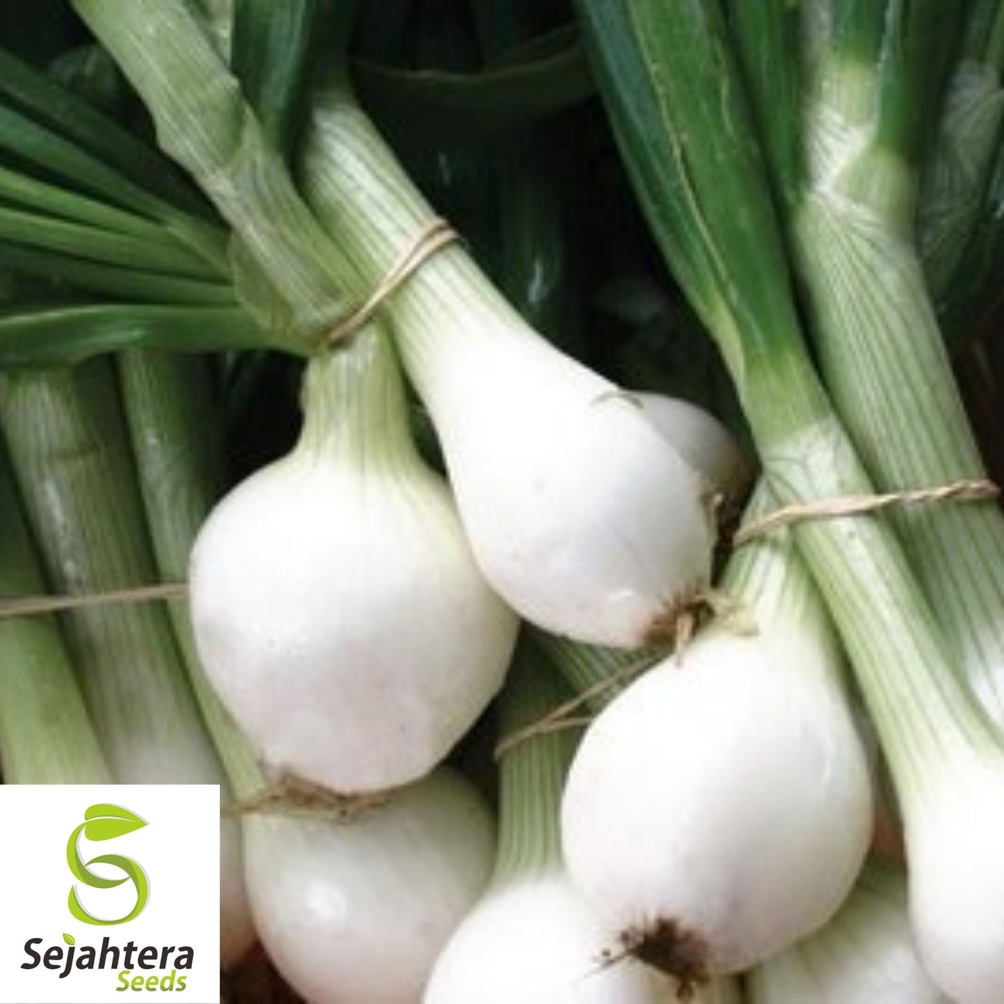 200 Crystal White Wax Onion Seeds - Non-GMO, Sweet & Mild Variety
