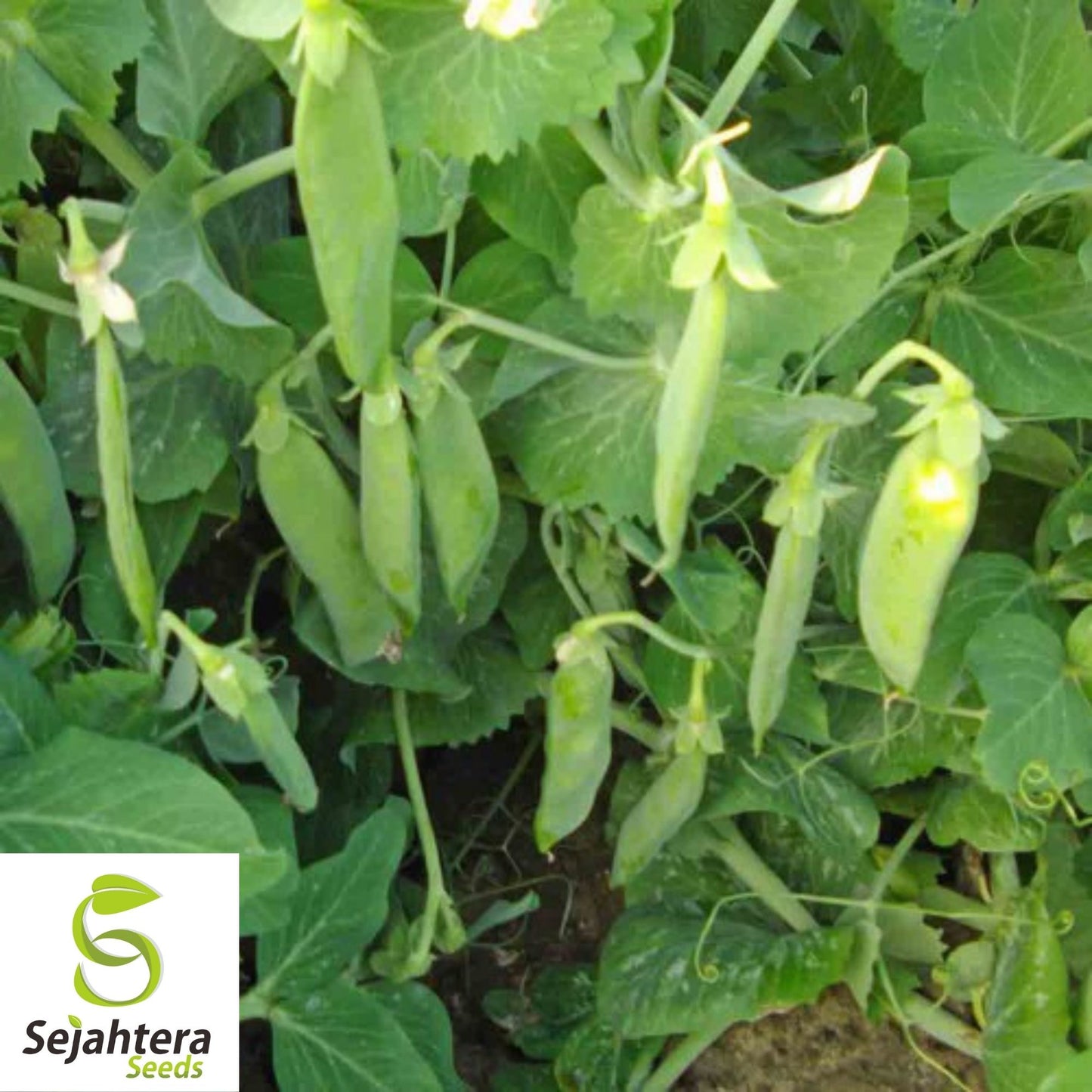Pea Seeds Early Alaska 25 Ct | Heirloom Pod Vegetable NON-GMO USA