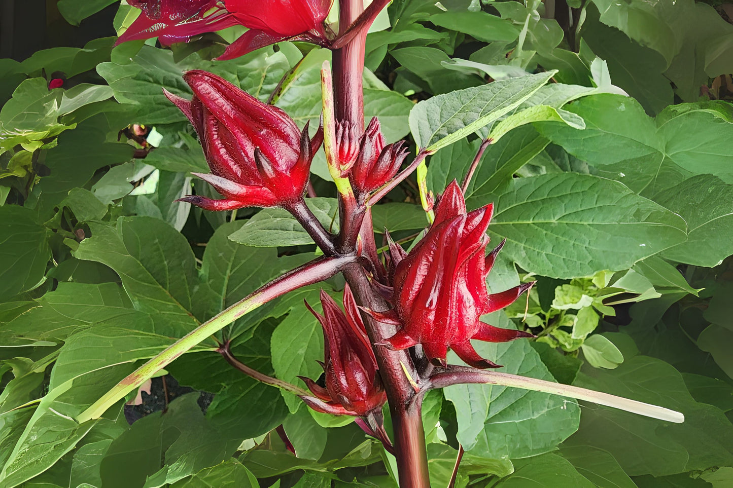 Florida Cranberry Red Sorrel Roselle (Hibiscus sabdariffa)