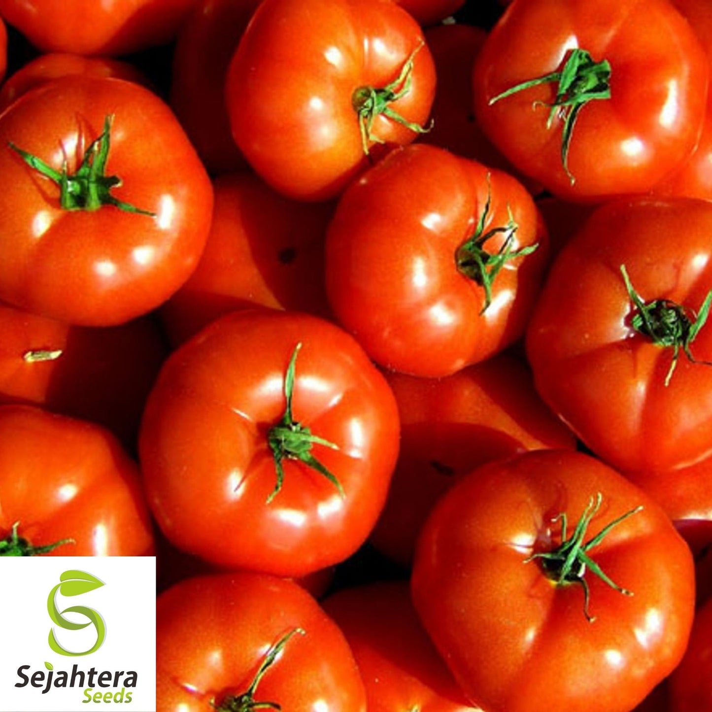 Marglobe Supreme Tomato Seeds 100 Ct | Heirloom Vegetable NON-GMO USA