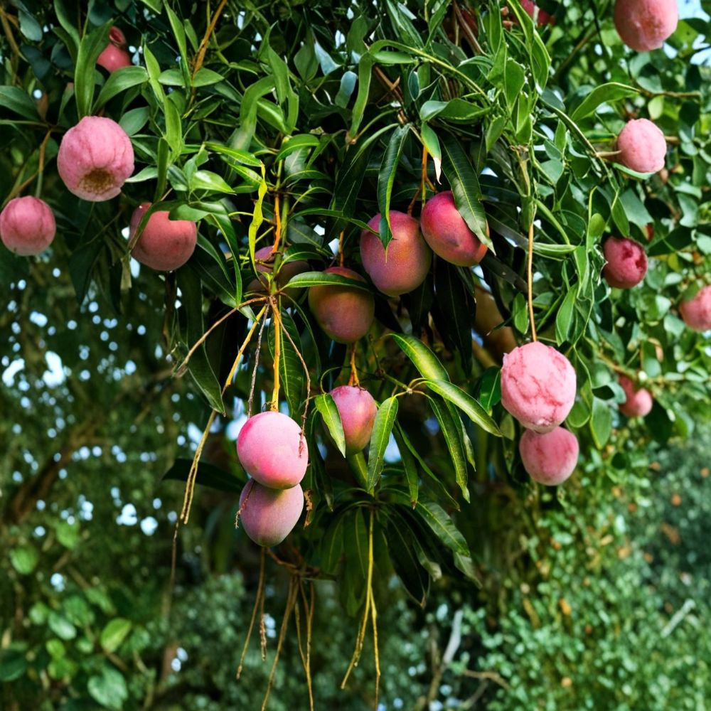 Irwin Mango Tree – Mangifera indica Grafted Live Tree | 2–4 Feet Tall | Florida Grown Lippens × Haden Hybrid | Sweet Red Mango | Premium Variety