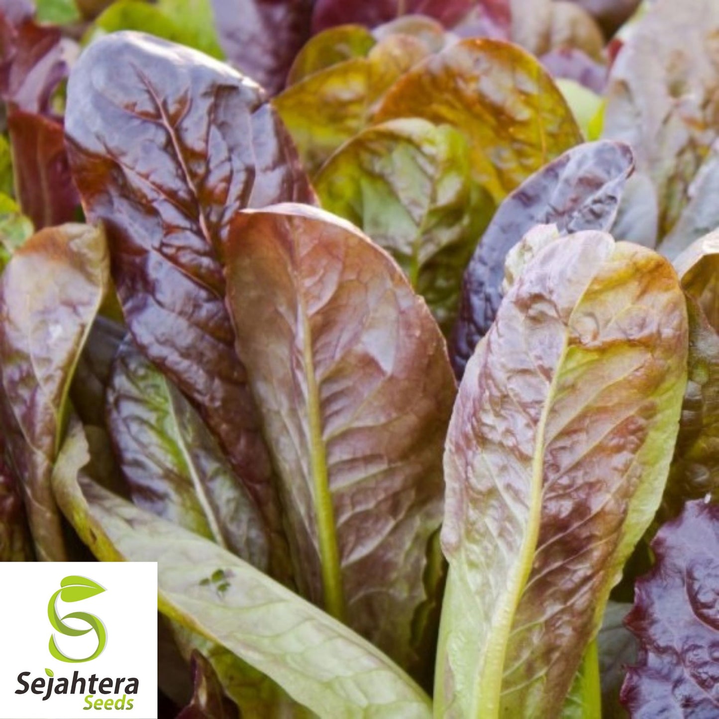 Cimmaron Romaine Lettuce Seeds {NON-GMO Heirloom} 850+ Seeds | US Seller