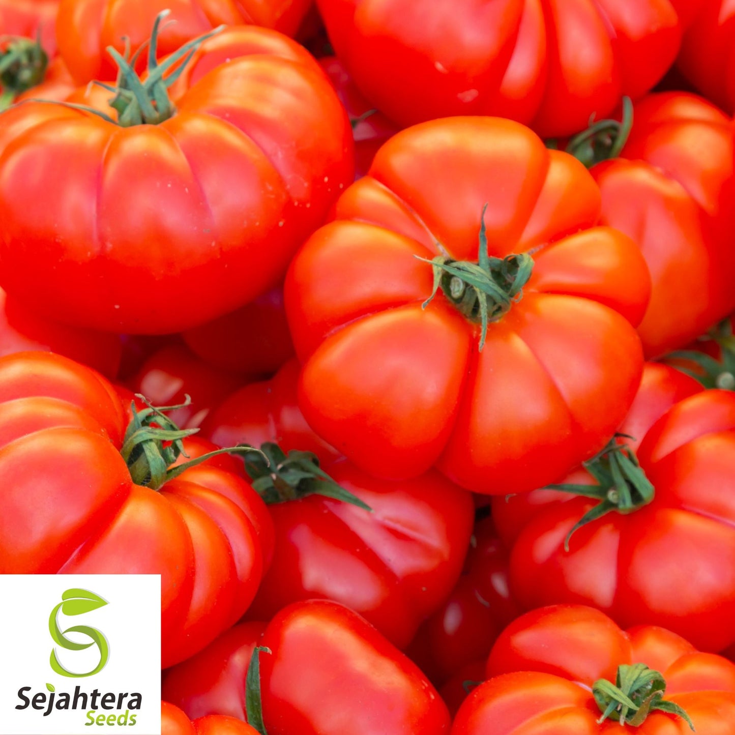 50 Marmande Tomato Seeds - Italian Heirloom, Non-GMO Vegetable