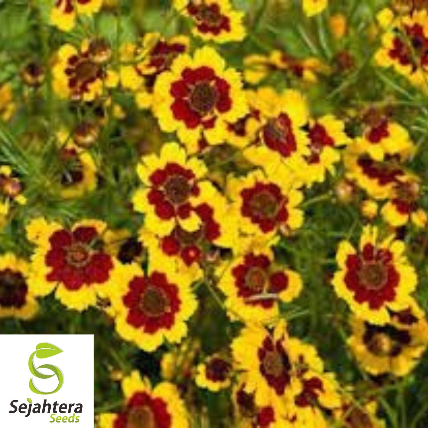 Dwarf Plains Coreopsis Seeds 1000+ {Edible Medicinal Wildflower} Native Tickseed