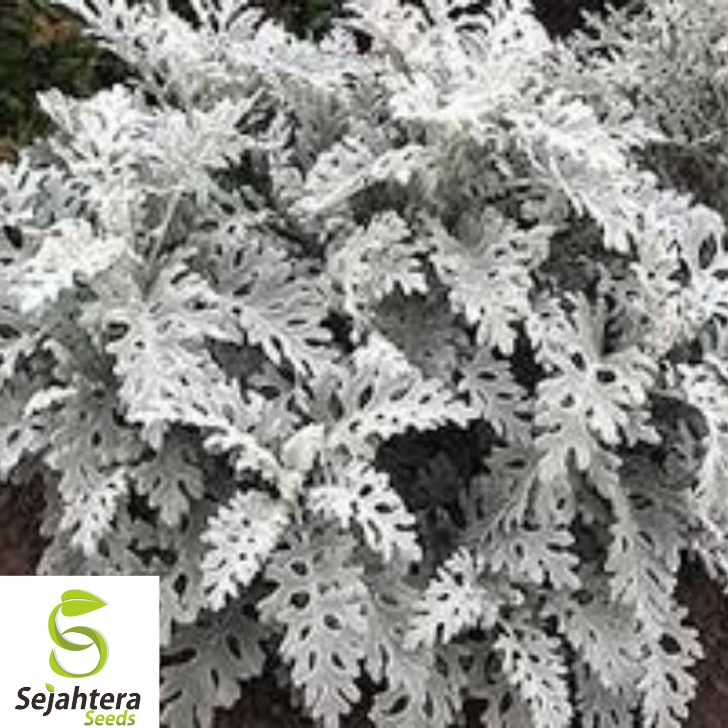 200+ Silverdust Dusty Miller Seeds - Cineraria Maritima, Heirloom, Hardy & Unique