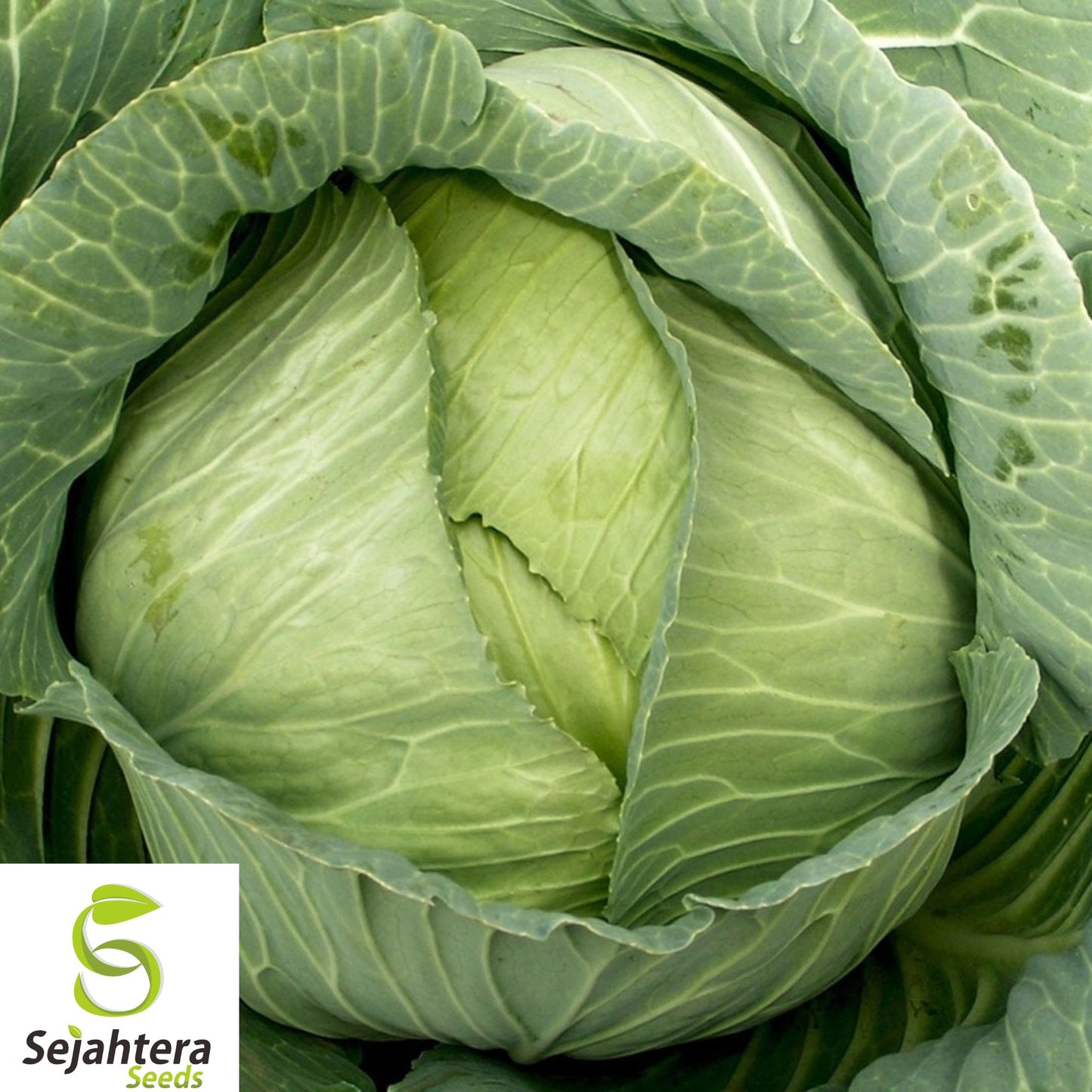 500+ Late Flat Dutch Cabbage Seeds - Heirloom, Non-GMO, Large & Cold-Hardy Variety