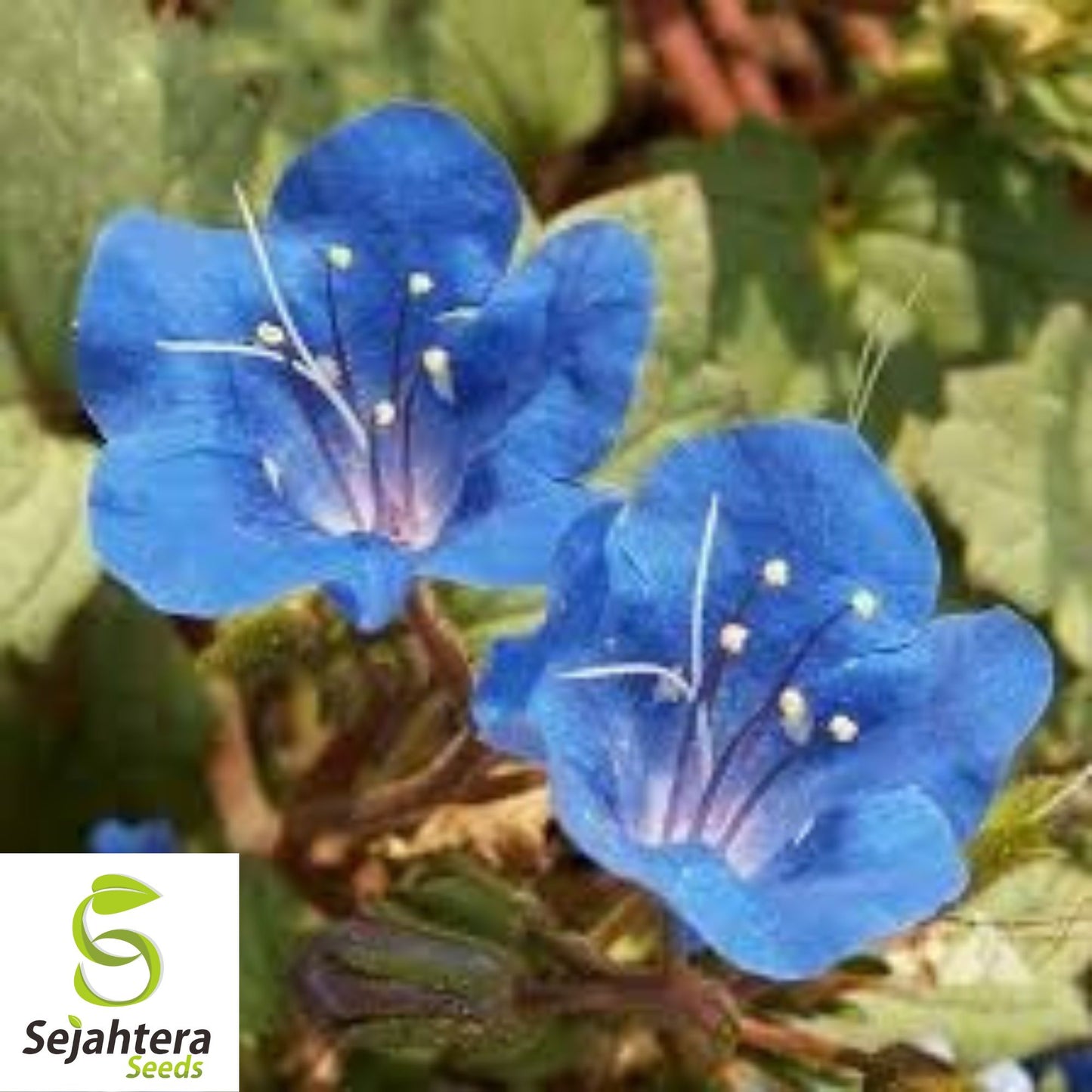 2000+ Cali Desert Bluebell Seeds | FAST Borders, Pavers, Rock Garden Flower