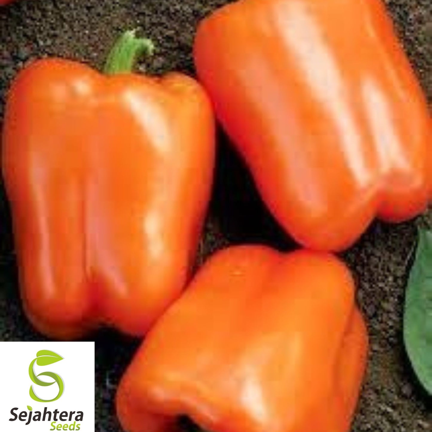 Orange Sun Sweet Bell Pepper Seeds – Heirloom, Non-GMO, Fresh for Planting