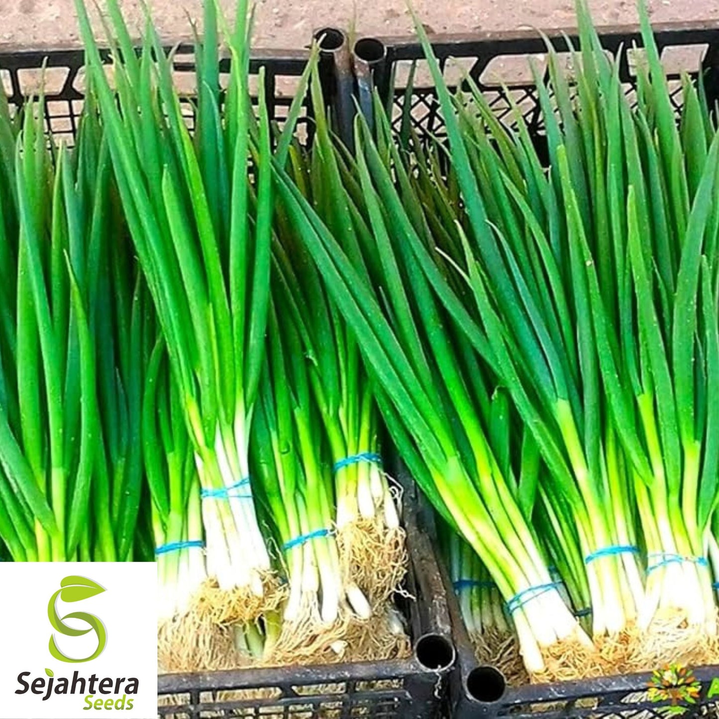 White Lisbon Onion Seeds - 500+ Heirloom, Non-GMO Bunching Scallions & Fresh