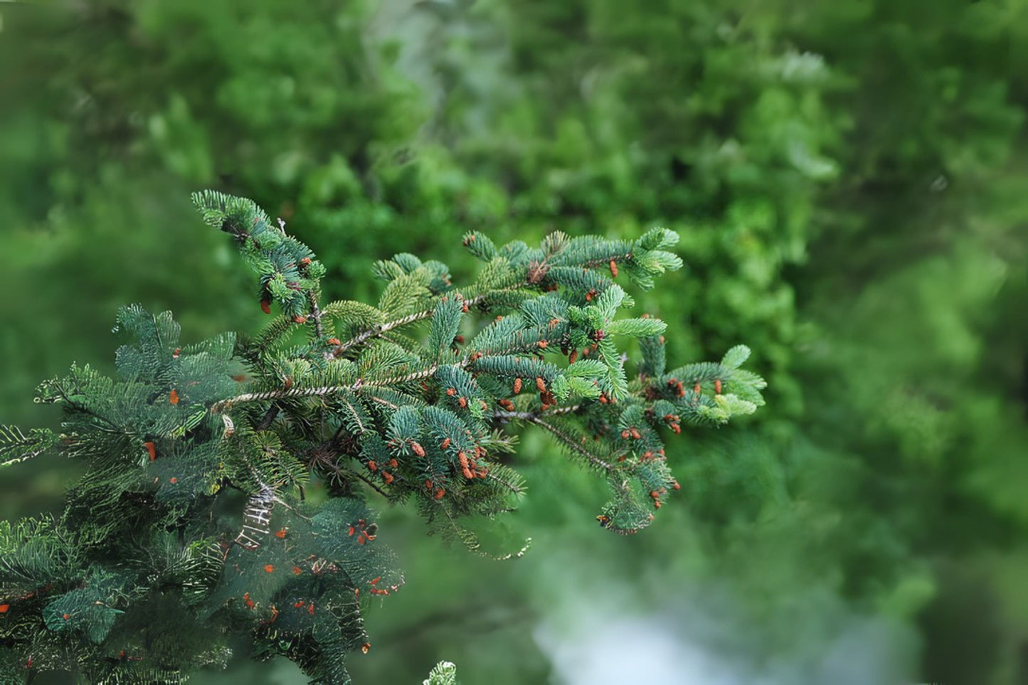 Wilson Spruce (Picea wilsonii)