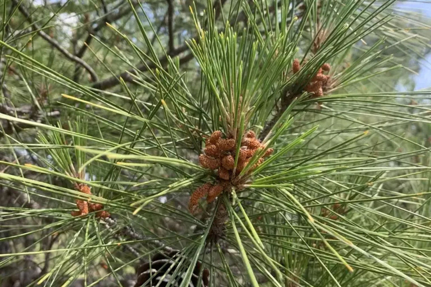 Brutia Pine Calabrian East Mediterranean Turkish (Pinus halepensis var. brutia)