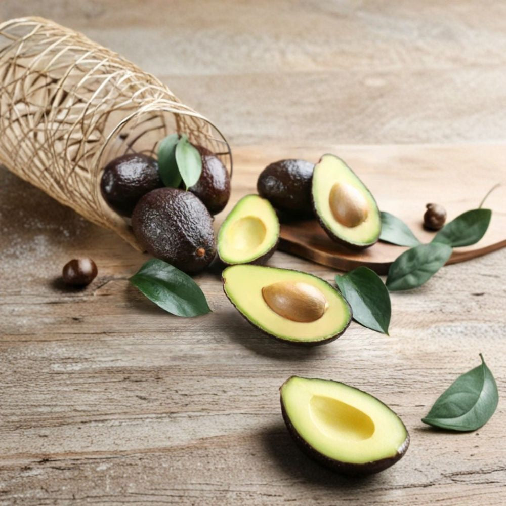 Super Hass Avocado Tree – Persea americana Rare Zill Authentic Variety Live Grafted Avocado Tree | 2–4 Feet Tall | 3 Gallon Container