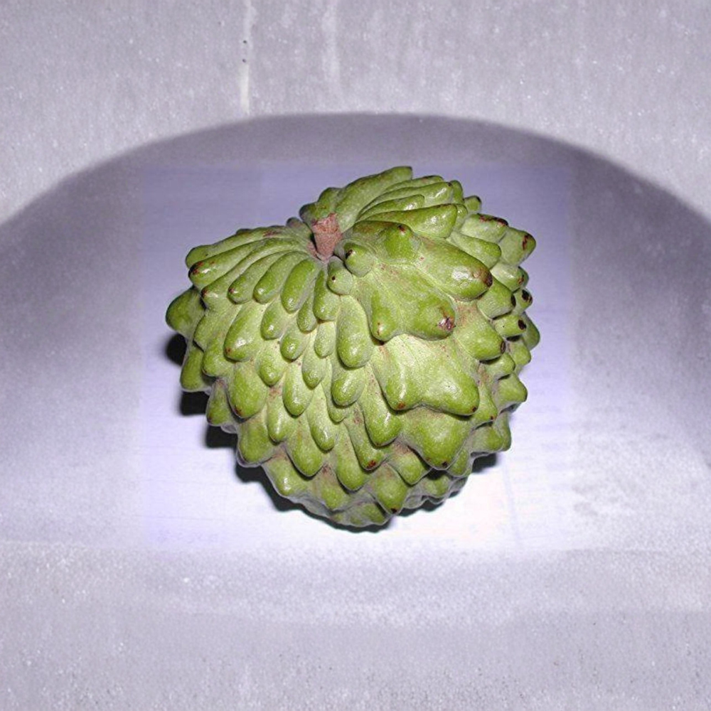 Geffner Atemoya – Annona atemoya ‘Geffner’ Grafted Live Fruit Tree | 3 Feet Tall | Shipped in 3 Gallon Pot Sweet Custard Flavor | Productive Variety | Tropical Backyard Favorite
