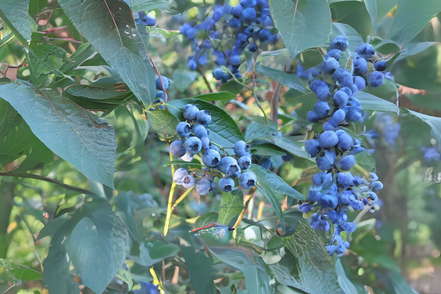 Highbush Blueberry (Vaccinium corymbosum)
