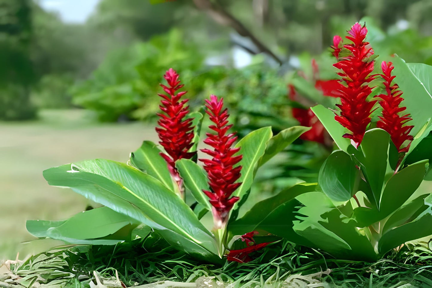 2 Fresh Hawaiian Red Ginger Rhizomes, Alpinia Purpurata, Tropical Easy to Grow Plants, Free Shipping