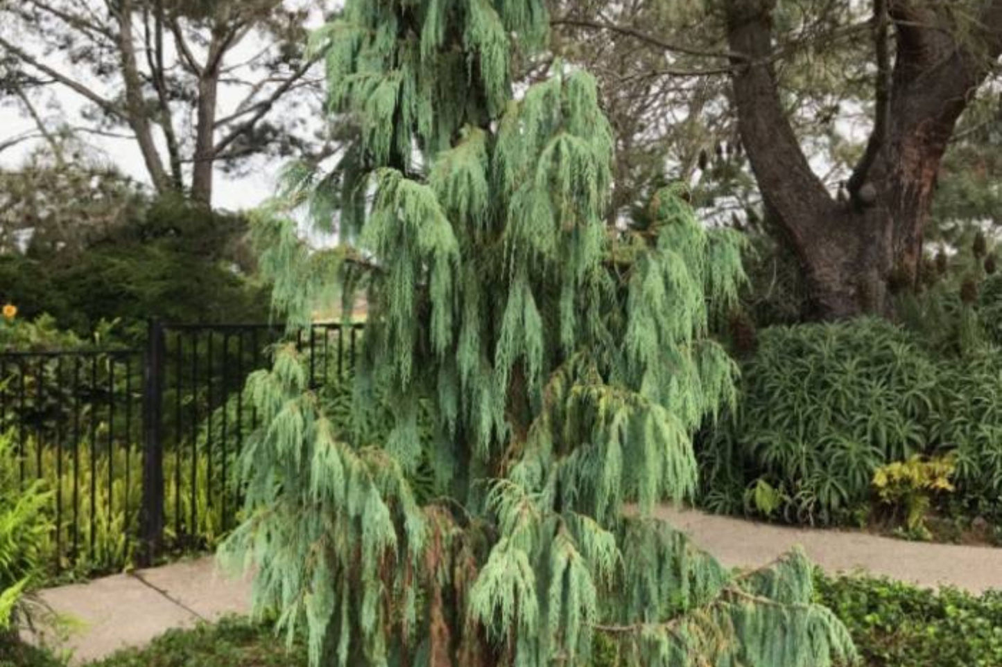 Kashmir Cypress (Cupressus cashmeriana)