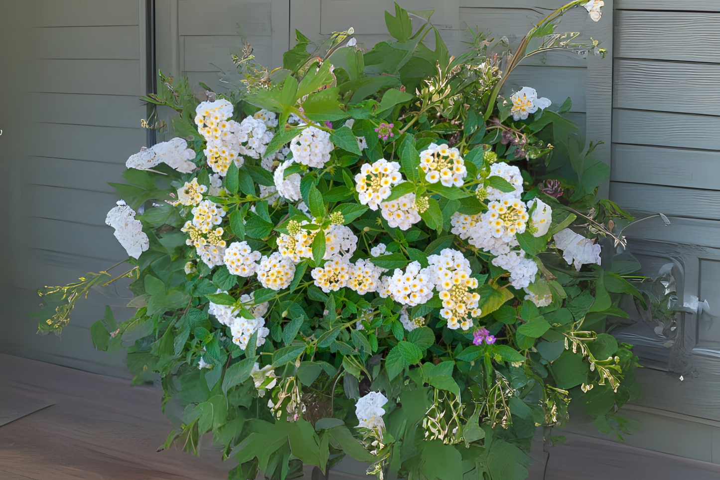 Colorful White Lantana Plants 6 in Pot - Lantana camara - Hardy Ornamental Shrubs for Garden, Attracts Pollinators, Drought-Tolerant