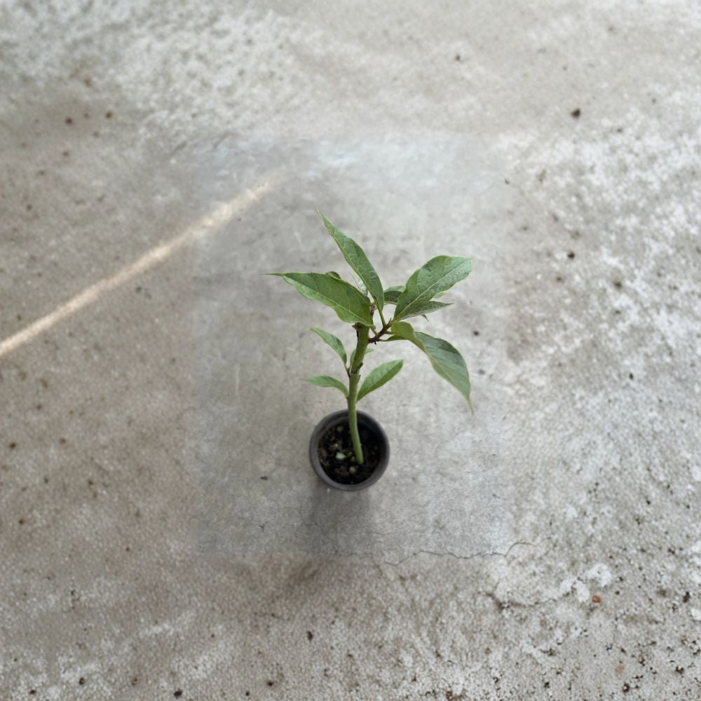 Avocado Tree – Persea americana Live Avocado Plant | 15 Inches Tall Trimmed • Ready to Plant • Outdoor & Container Friendly