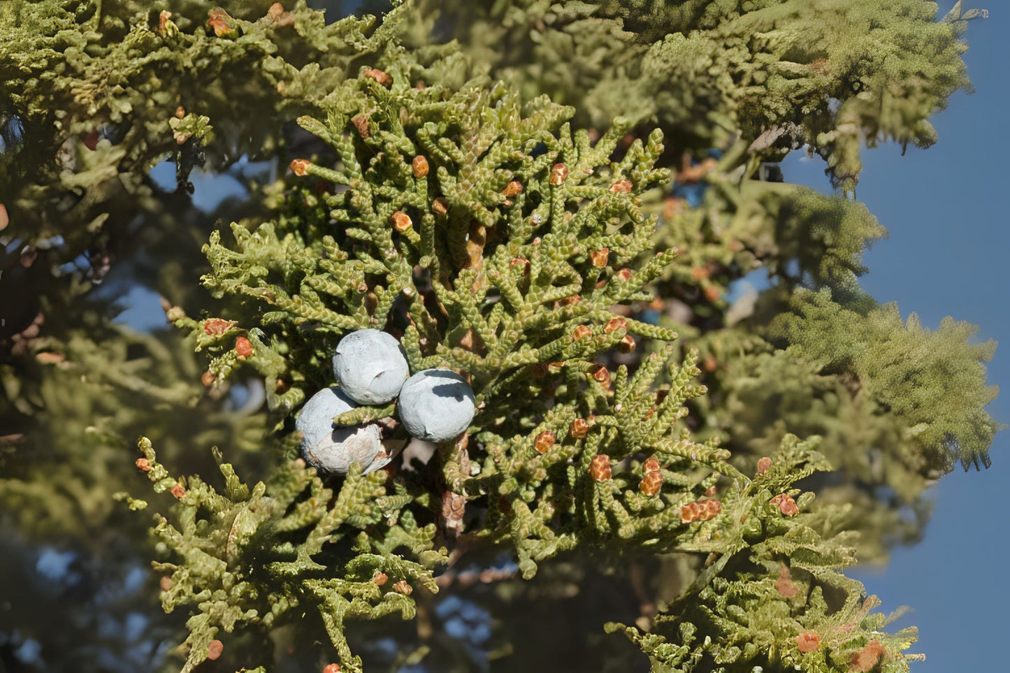 Utah Juniper (Juniperus osteosperma)