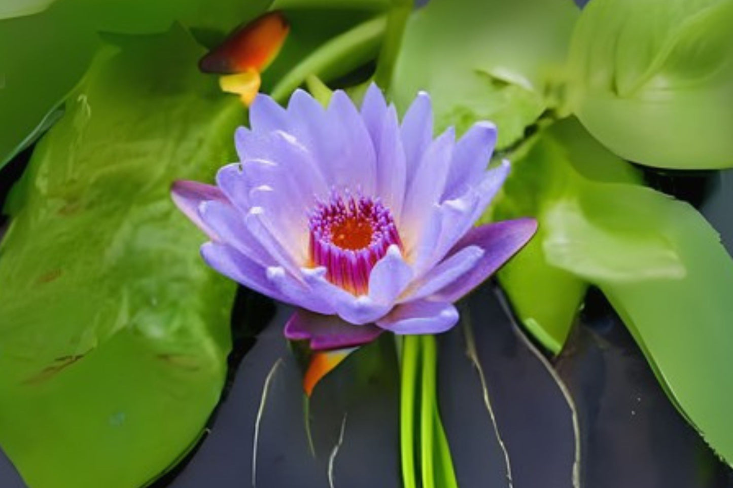 Tropical Pond Lily Pack of 3 - August Koch Nymphaea x 'August Koch' - Fragrant Cup-Shaped Flowers & Green Leaves