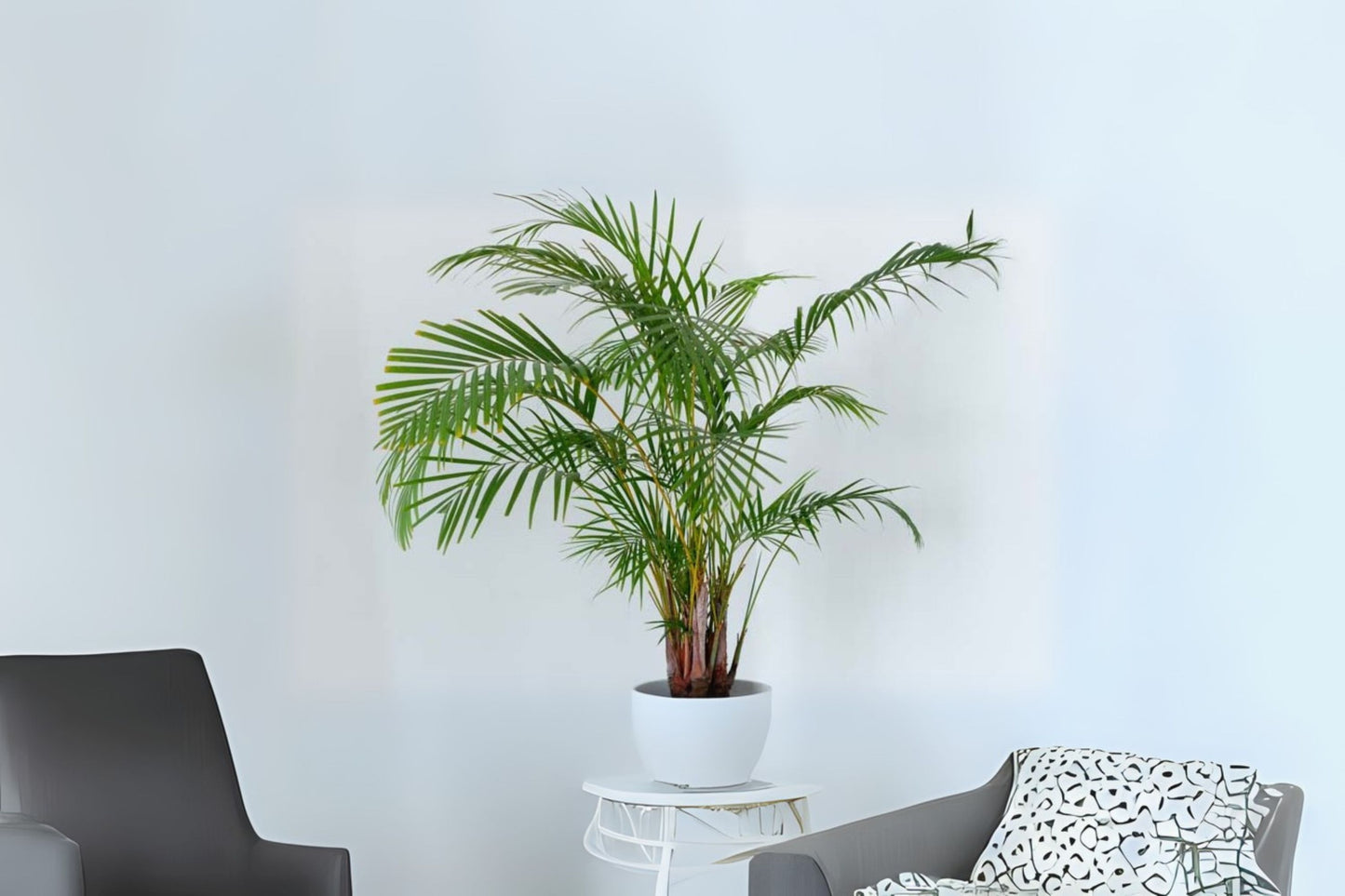 Areca Palm in 3 Gallon Pot - Dypsis lutescens - Tropical Indoor/Outdoor Plant - Lush Green Foliage - Non-Toxic to Pets