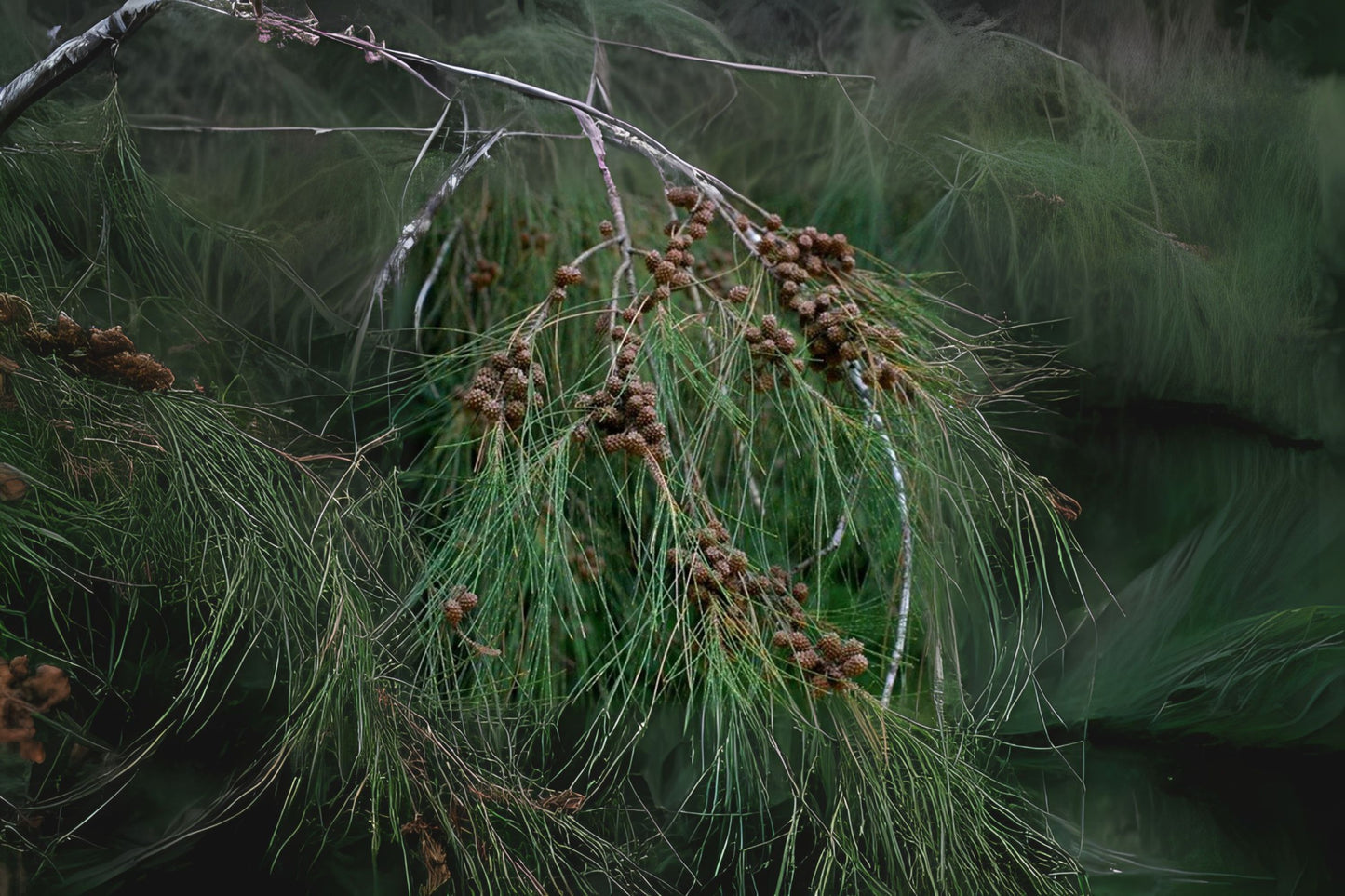 Australian Pine Beefwood Creek Oak Kasa River Casuarina Sheoak (Casuarina cunninghamiana)