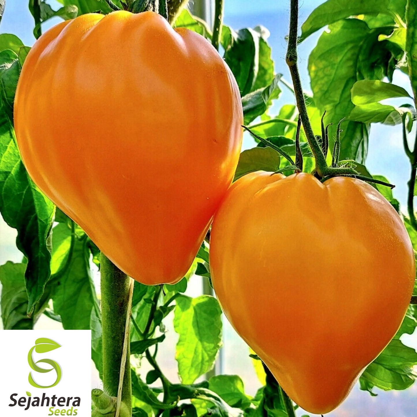 10+ Orange Oxheart Tomato Seeds - Heirloom, Organic, Rare, Sweet & Juicy