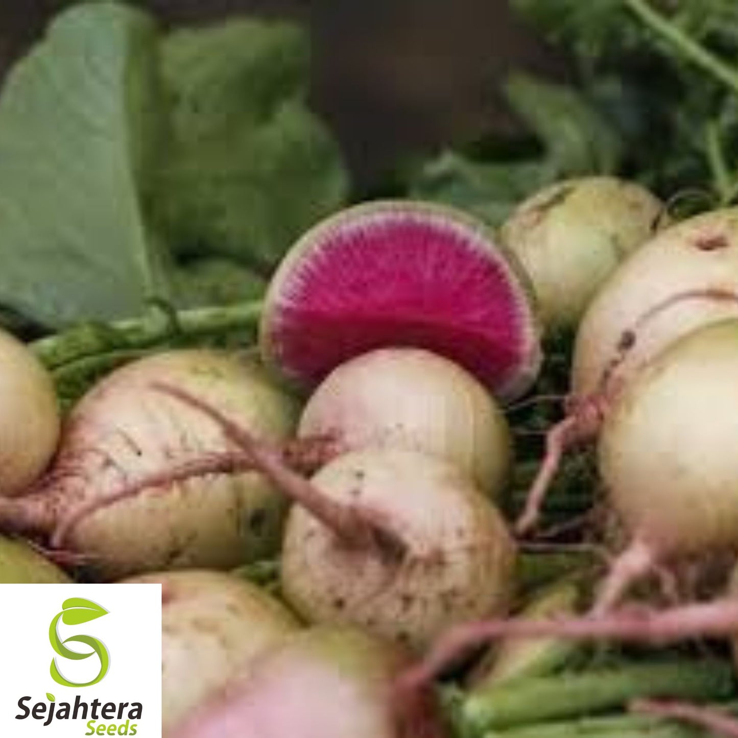 100+ Watermelon Radish Seeds - Heirloom, Organic, Non-GMO, Crisp & Sweet Flavor