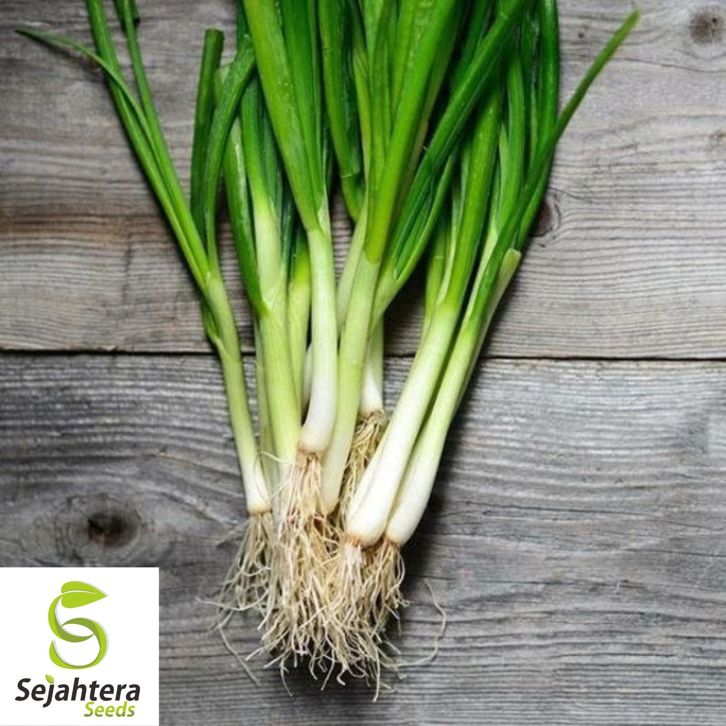 White Lisbon Onion Seeds - 500+ Heirloom, Non-GMO, Bunching & Fresh